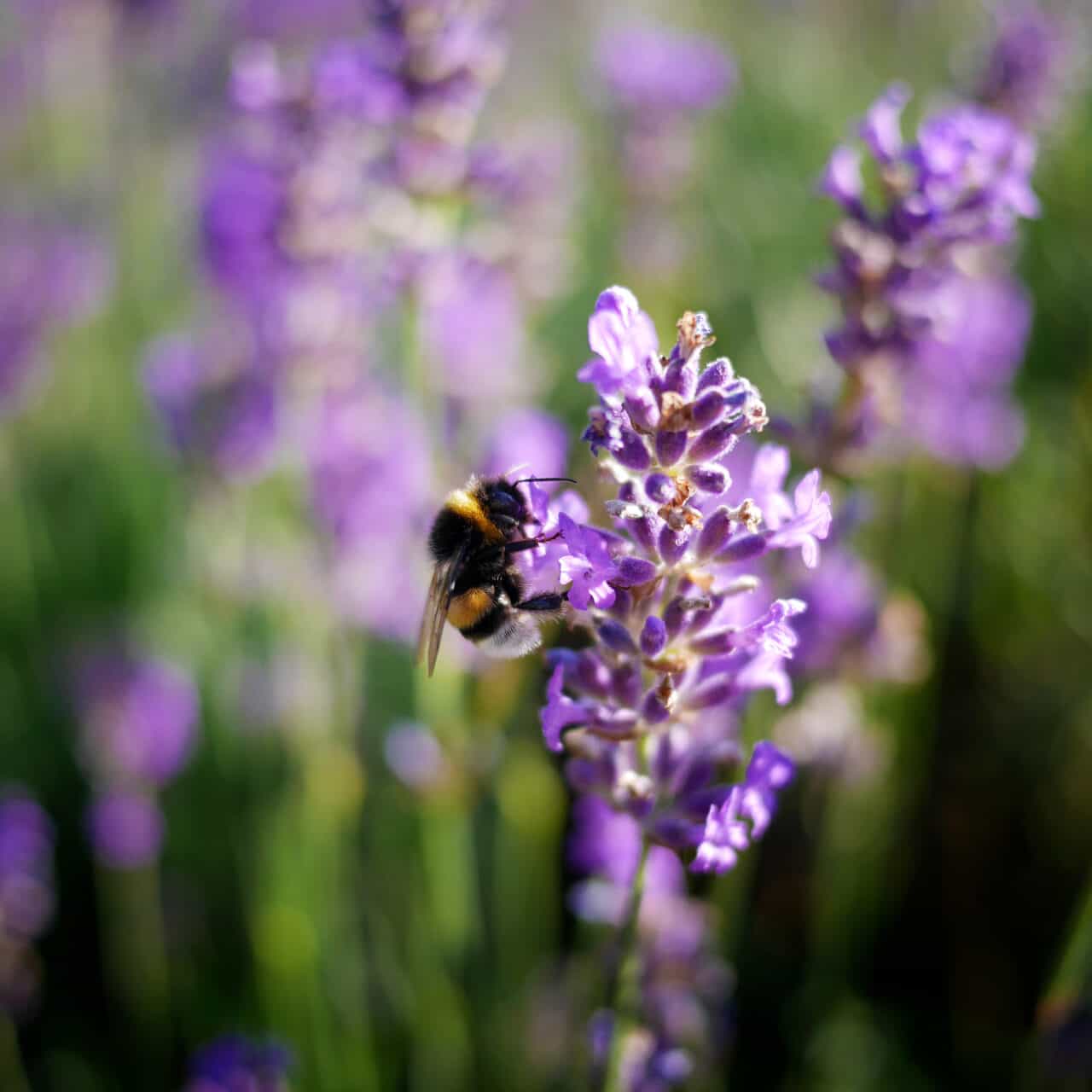 Humla på lavenderblomma. Operation: Rädda bina.