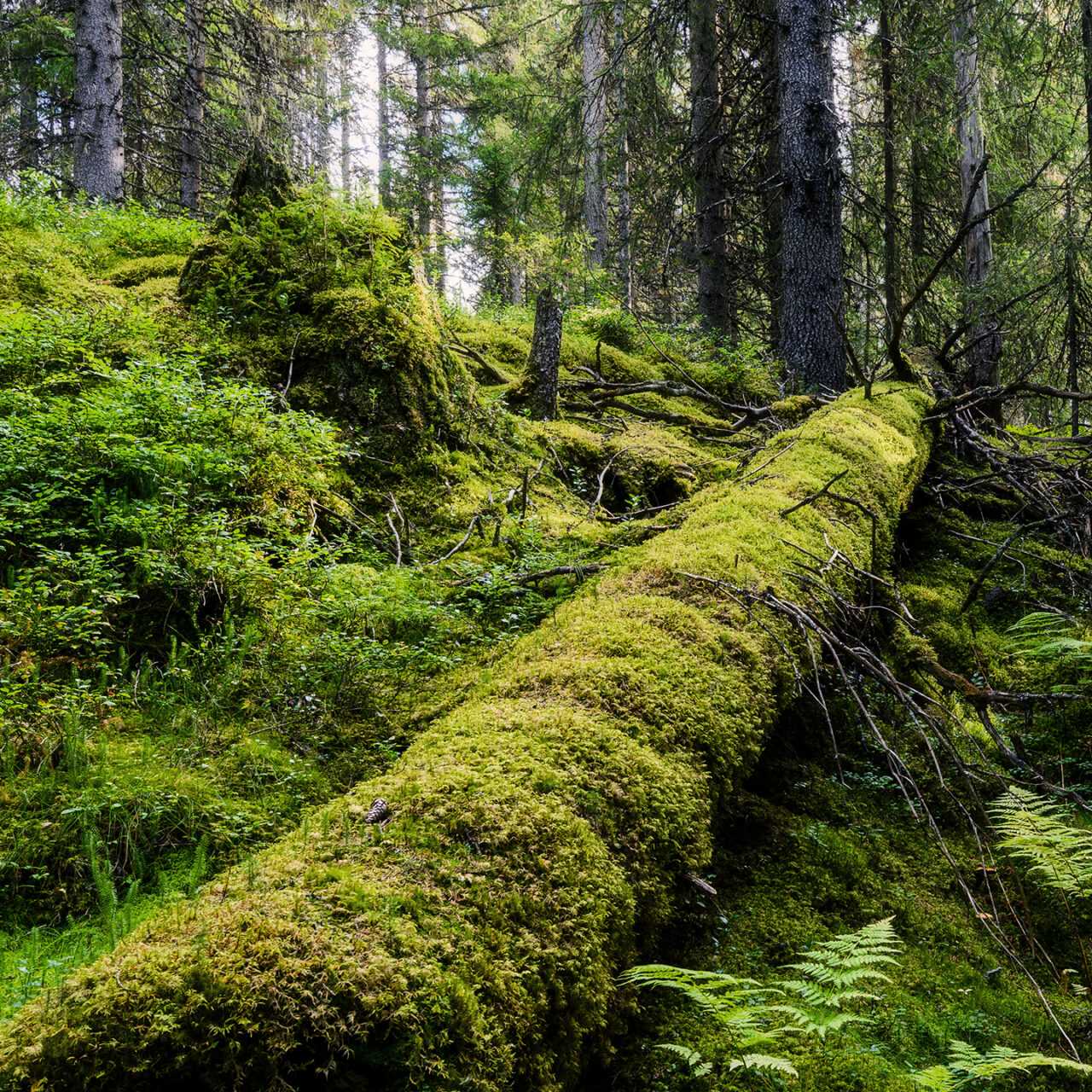 mossa, skog, stam, gammal skog, död ved, övervuxen, trädstam, grön, grönt,