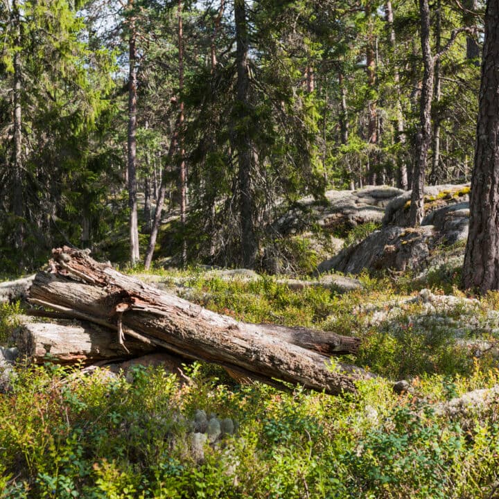 tall,träd,barrträd,berghäll,berghällar,res,skogsbruk