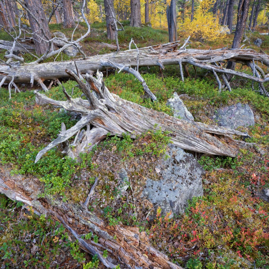 död ved,lingonris,stonar,stockar,grönold, tree, trunks, Aged, Scots pines, red, Blueberry leaves, Old-growth, pine, forest, Stora Sjoefallet National Park, Laponia Unesco World Heritage Site, Norrbotten, Lapland, Sweden