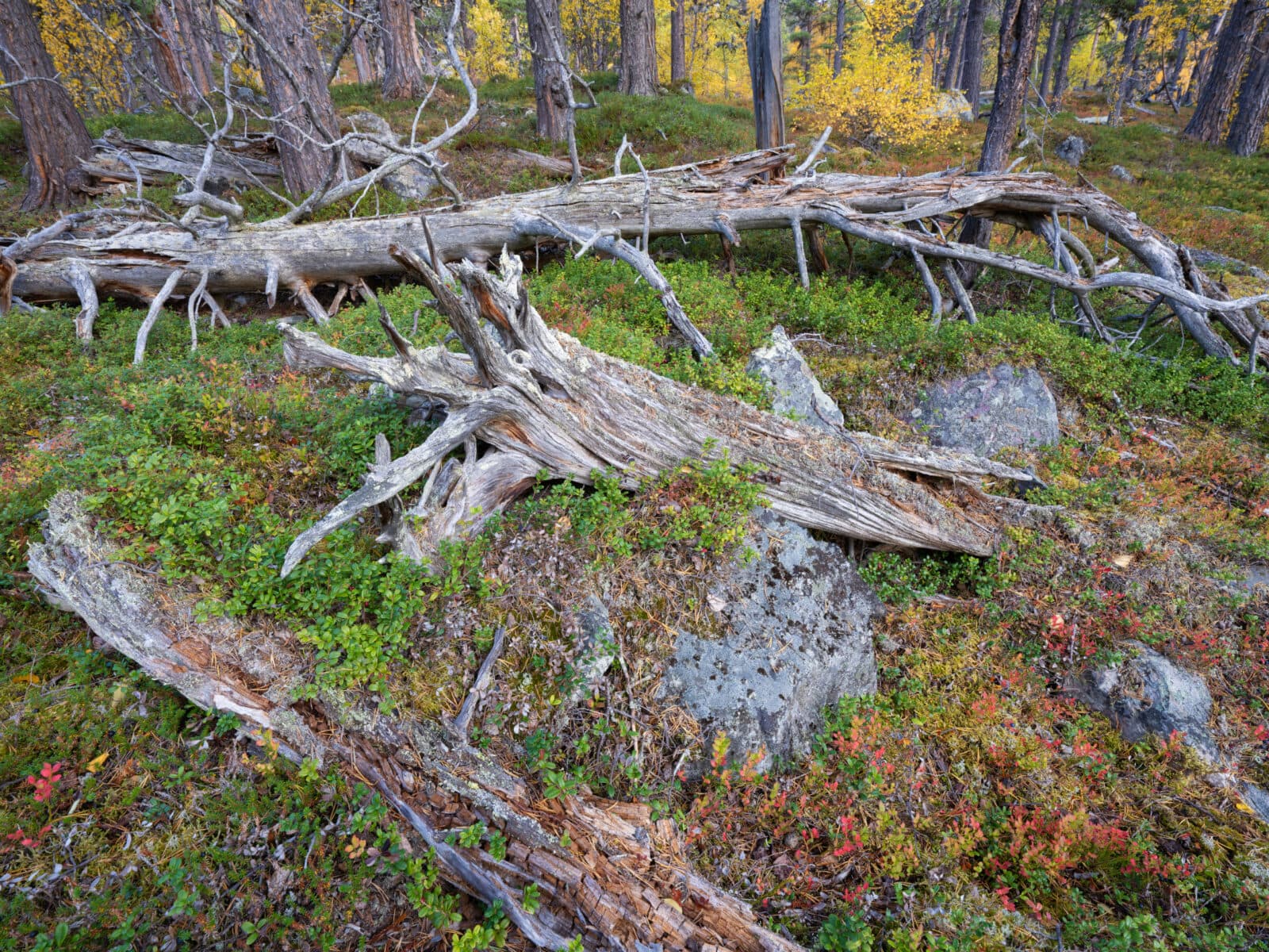 Gammal skog.