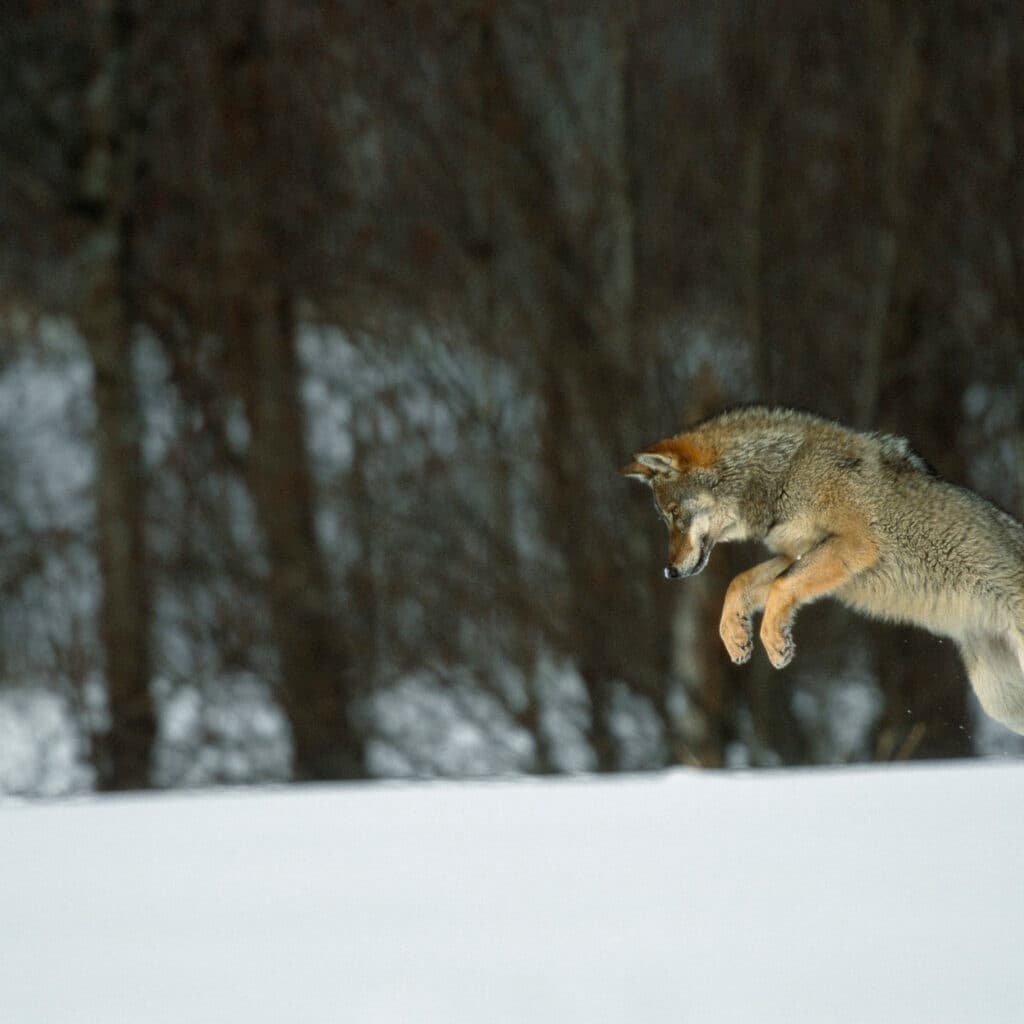 Varg hoppar i snö