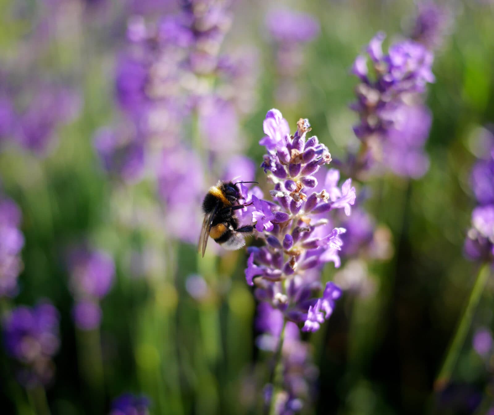 Humla på lavenderblomma. Operation: Rädda bina.