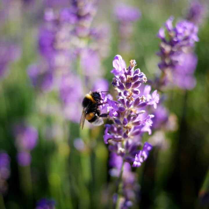 Humla på lavenderblomma. Operation: Rädda bina.