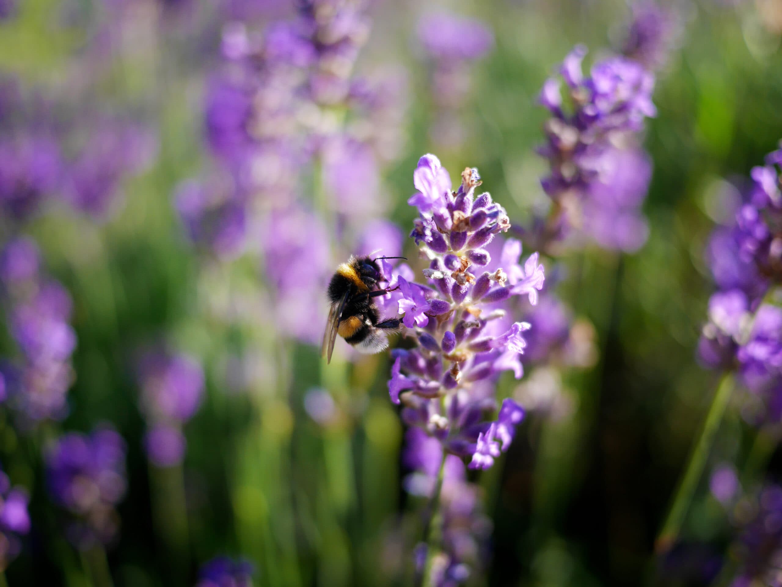 Humla på lavenderblomma. Operation: Rädda bina.