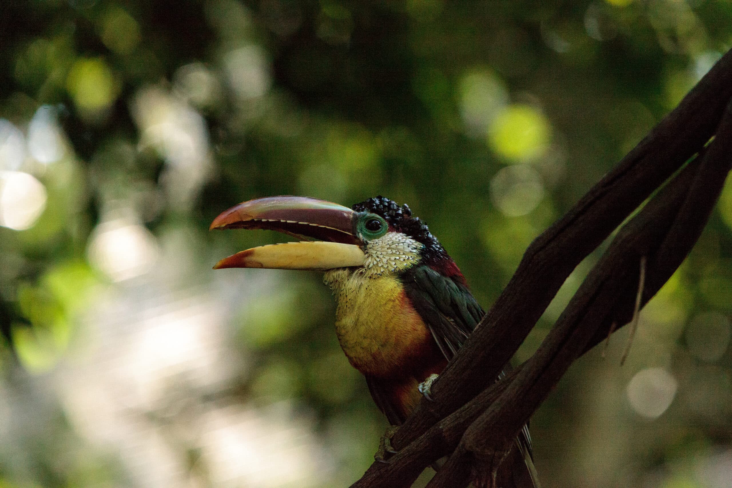 3 tips: Så undviker du att bidra till skövlingen av Amazonas