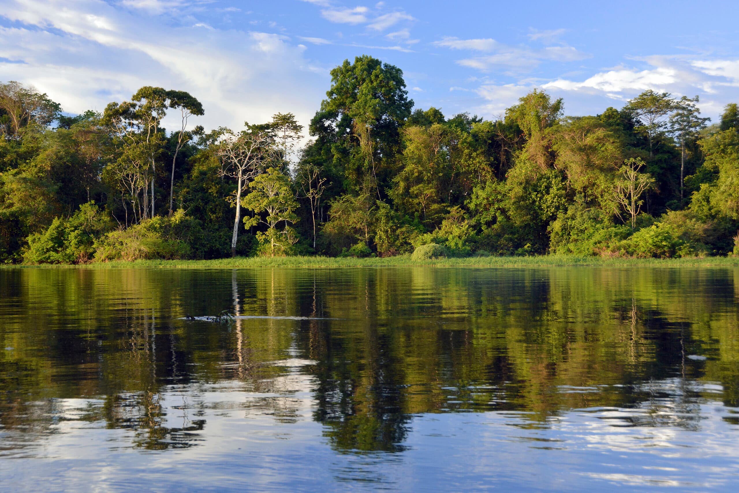 Bank of the Rio Solimoes river with flooded Varzea forest, Mamiraua National Park, Manaus, Amazonas, ...