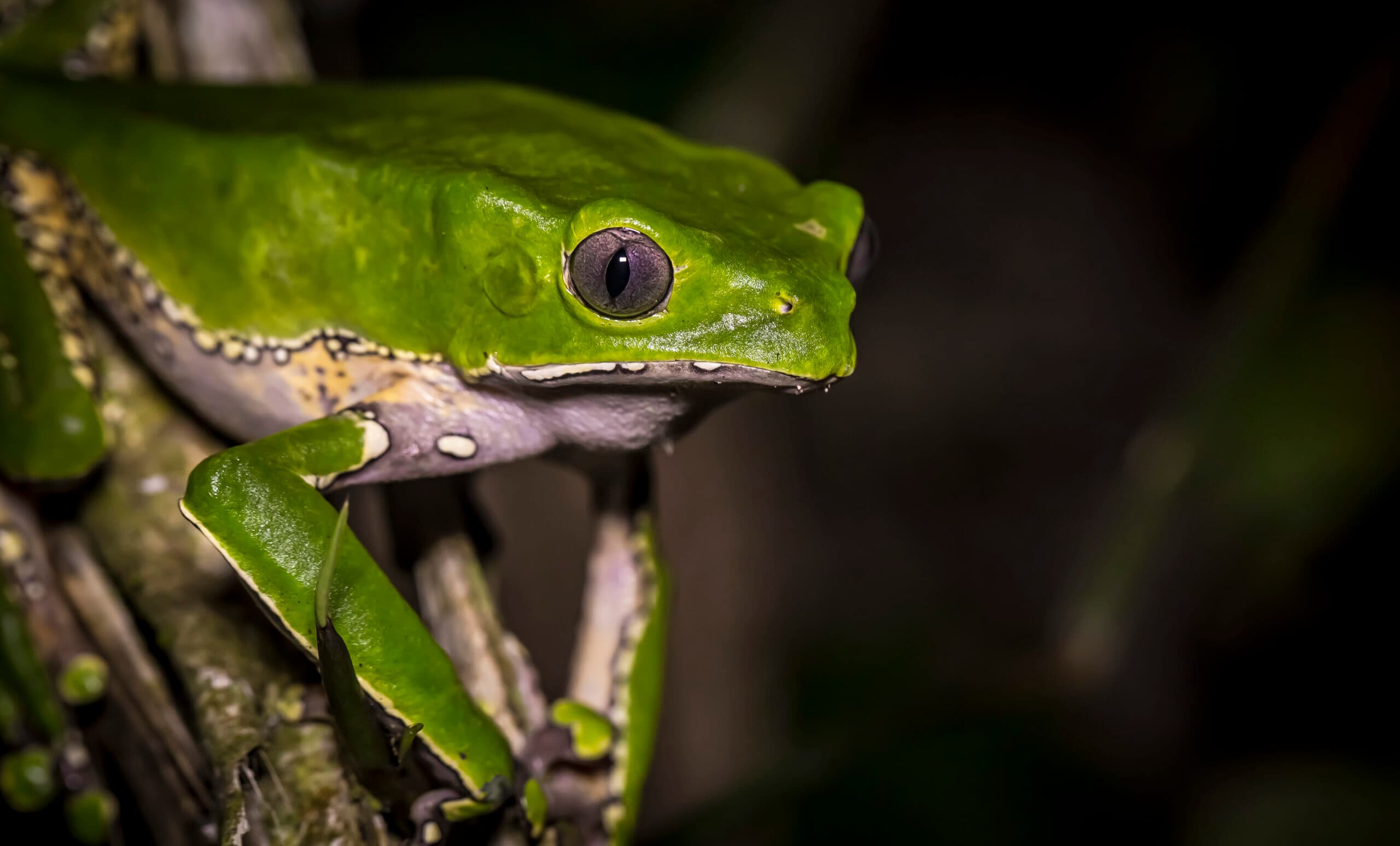 Många grodarter hotas av utrotning när Amazonas huggs ner, för de är så känsliga för förändringar i ...