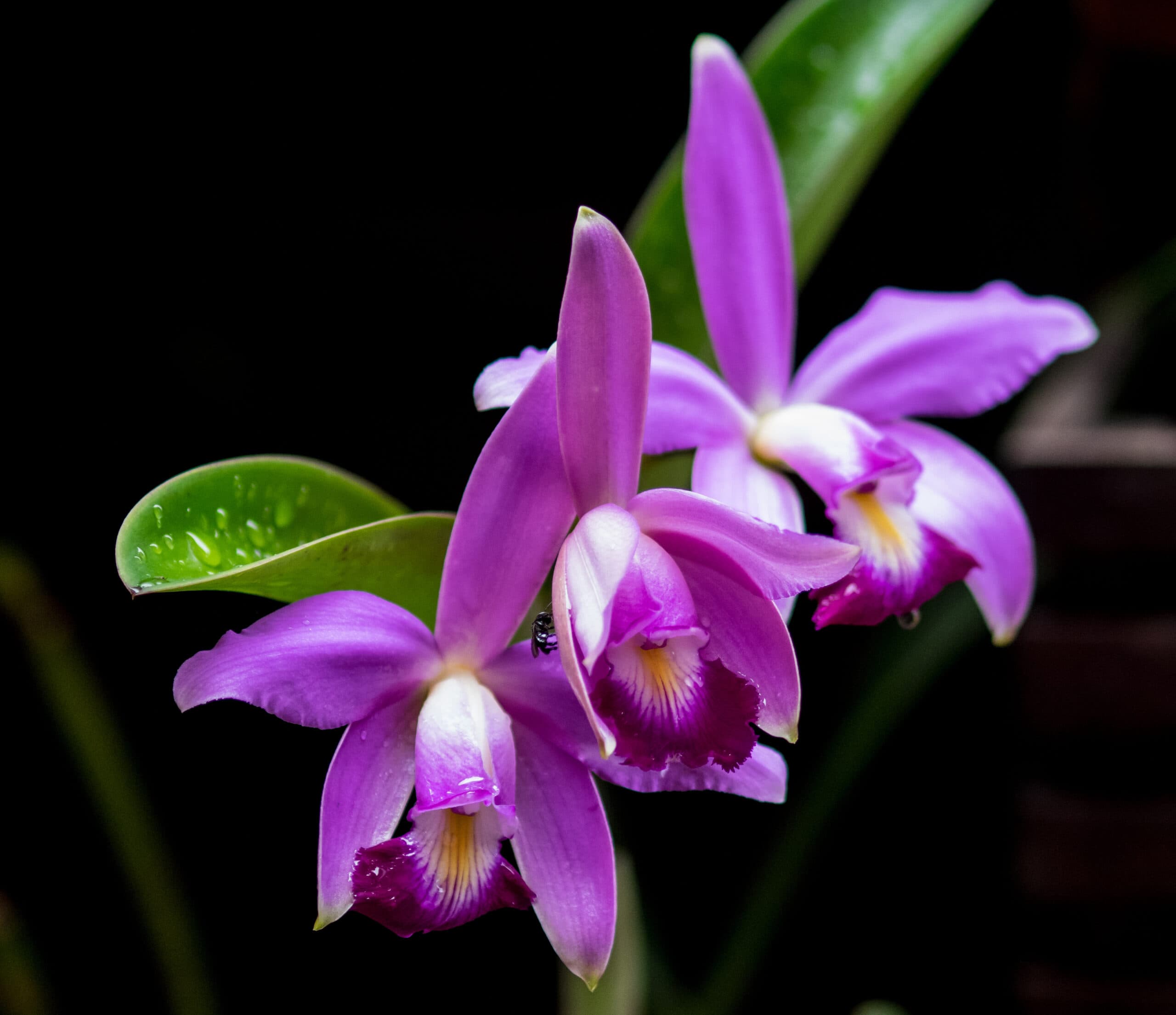 The purple coloured Cattleya eldorado is typically found in the Rio Negro basin, mainly within the ...