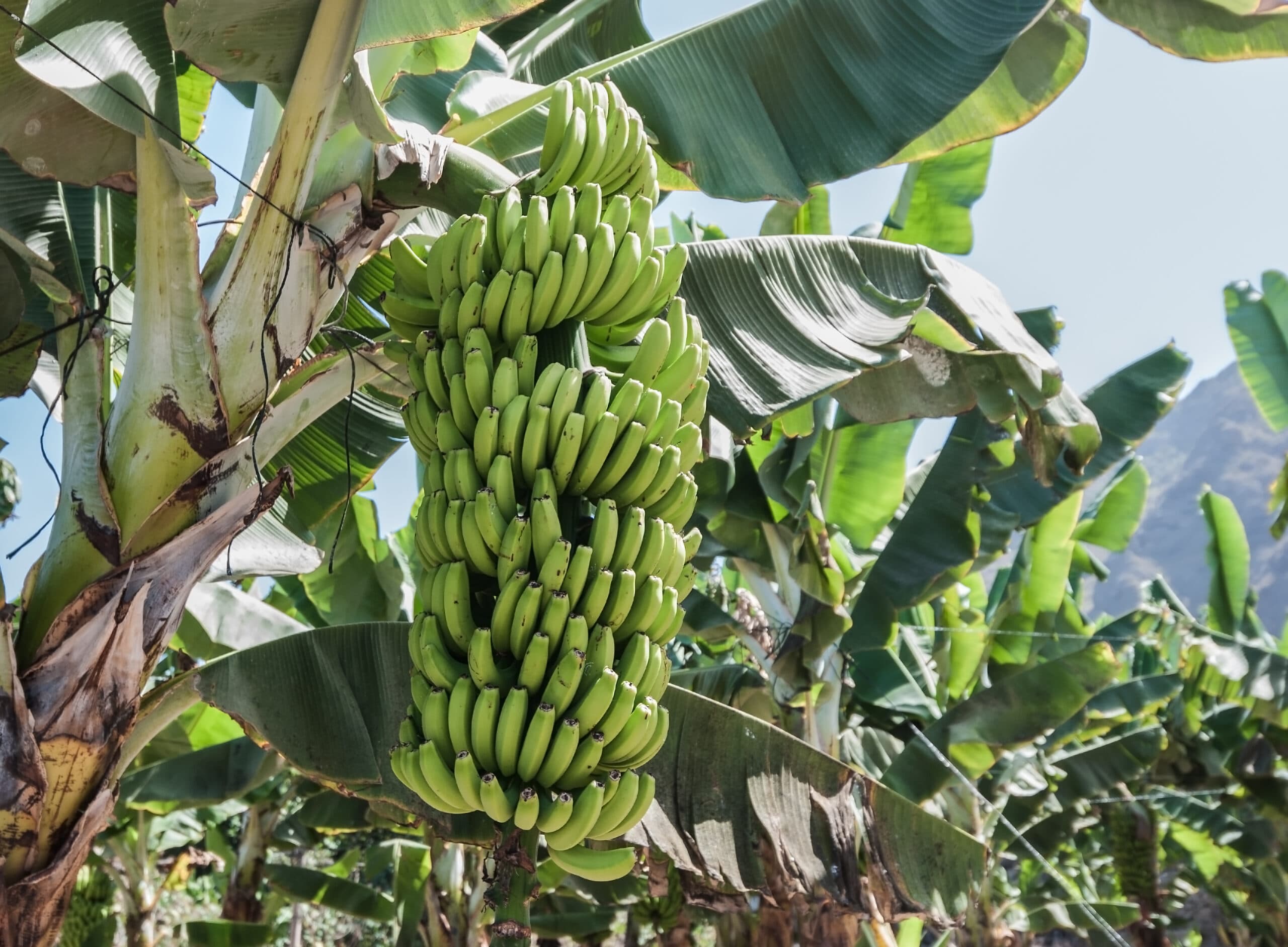 Hur odlas bananer?. Bananklase på bananträd.