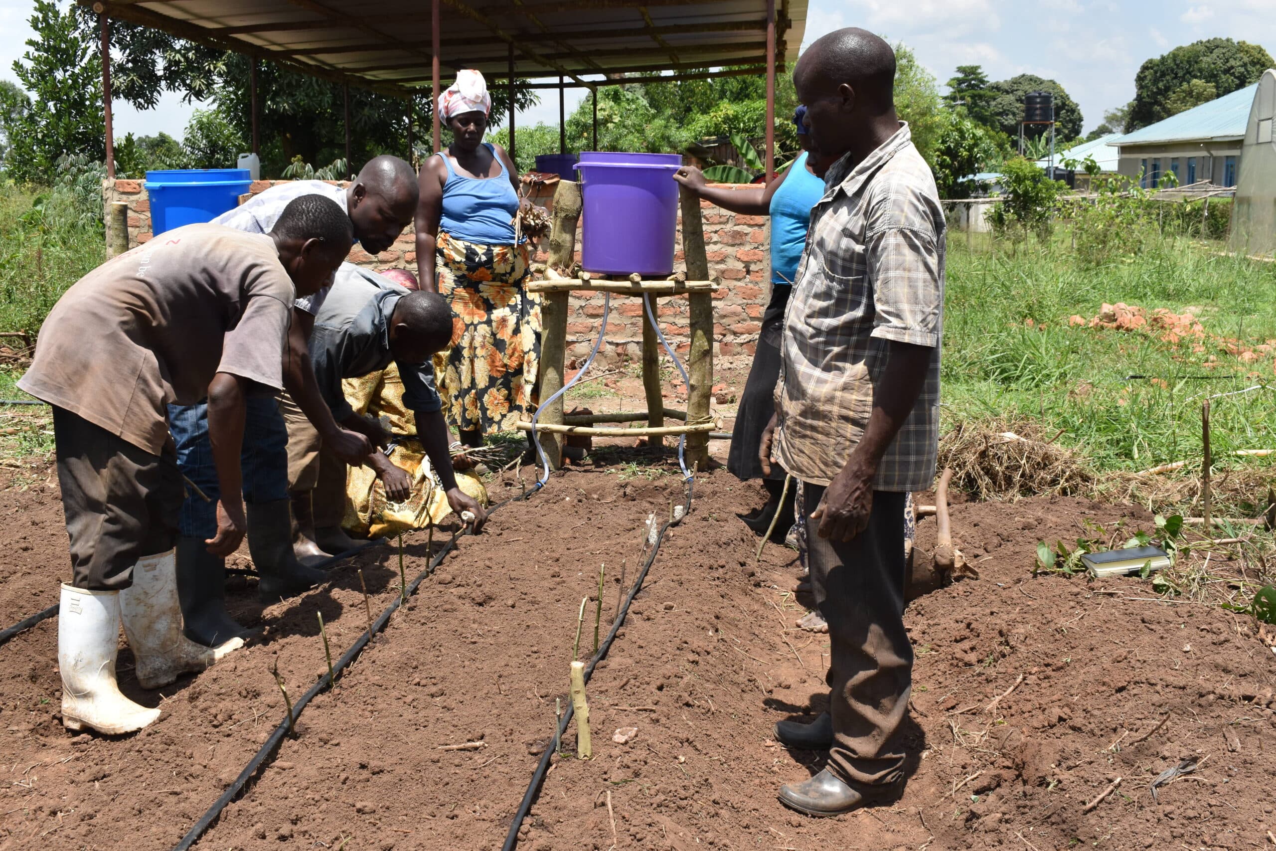 Participatory Action research involving farmers affiliated to THP-U Namayumba during establishment of experimental research plots