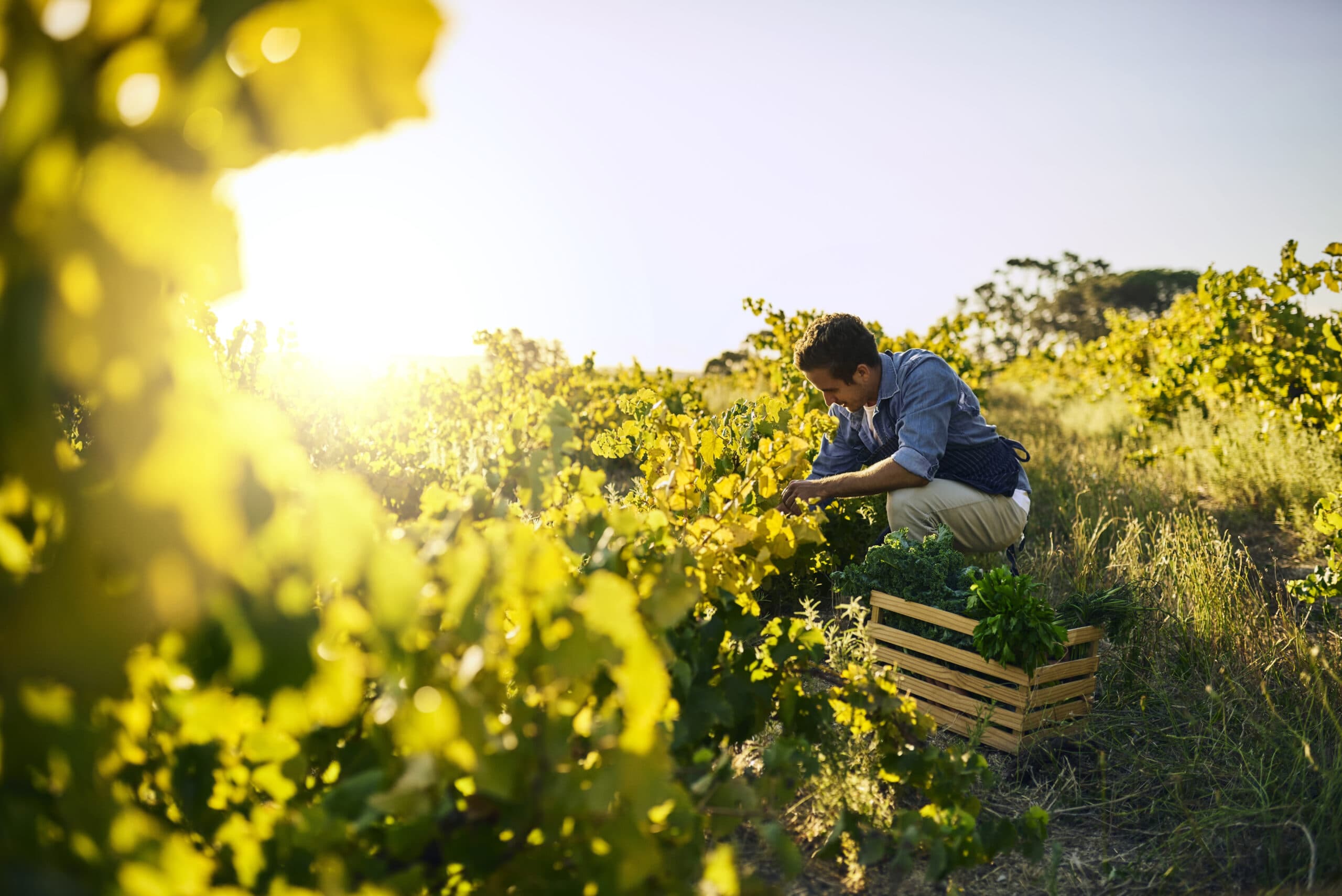 Shot of a young man tending to his crops on a farm
Ungs man som tar hand om sina odlingar och skördar grönsaker