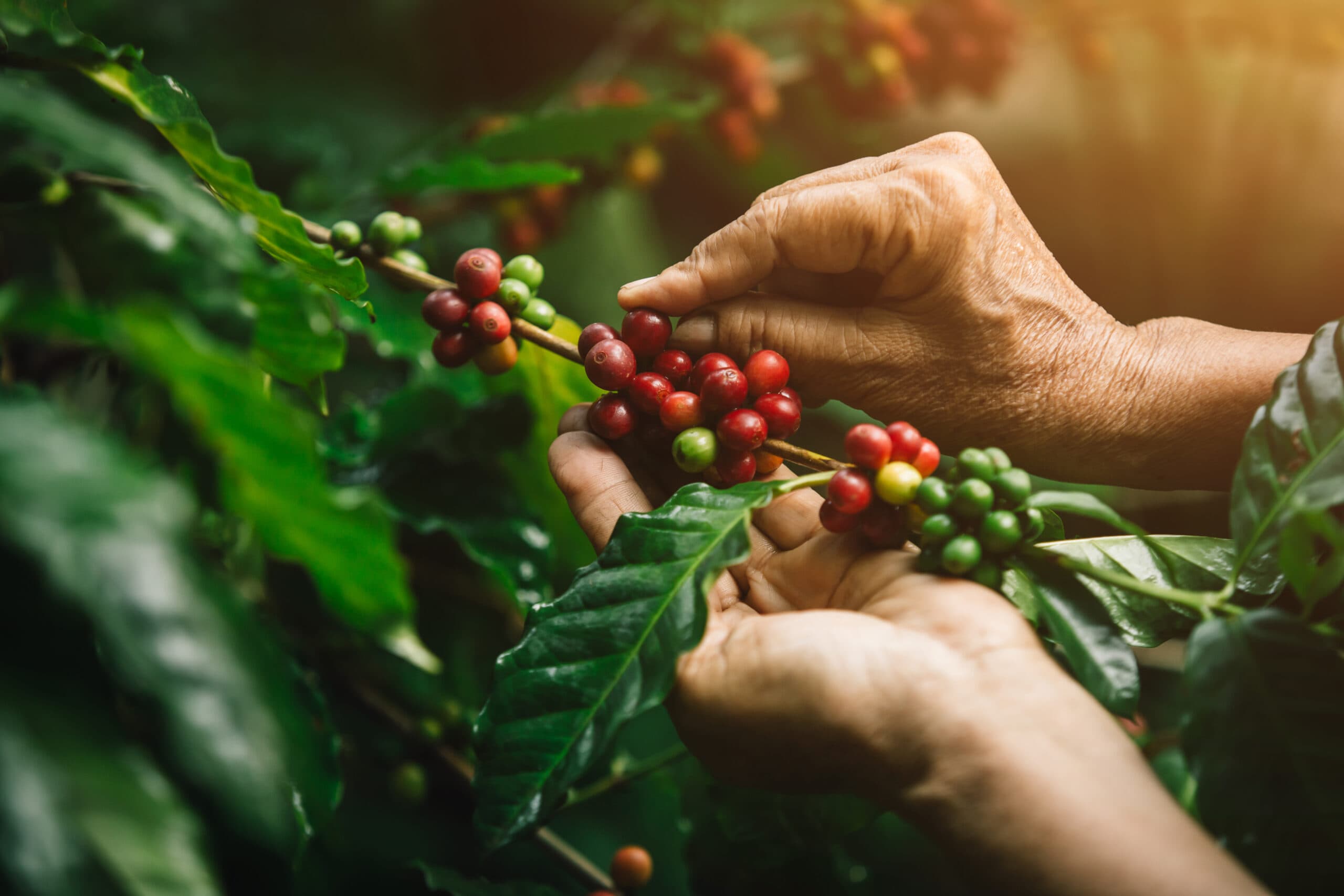 [coffee berries] Close-up arabica coffee berries with agriculturist handsNärbild på händer som ...