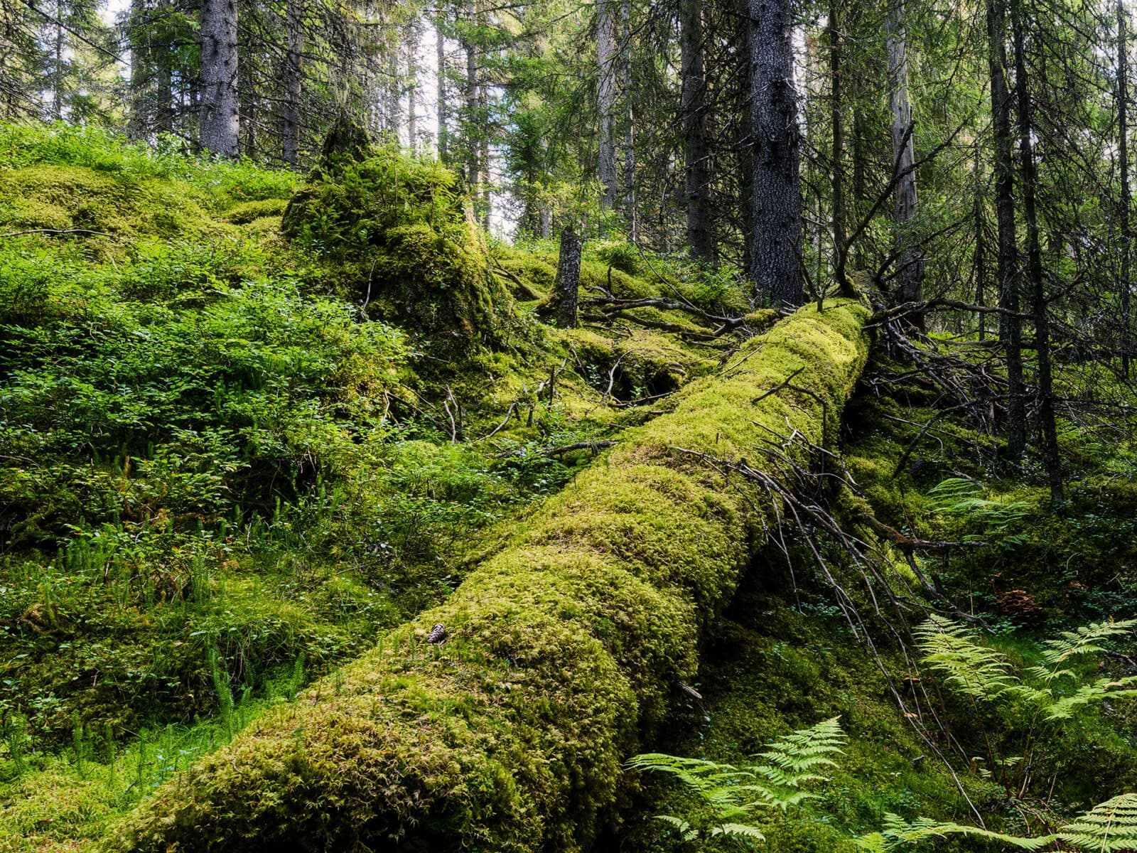 mossa, skog, stam, gammal skog, död ved, övervuxen, trädstam, grön, grönt,