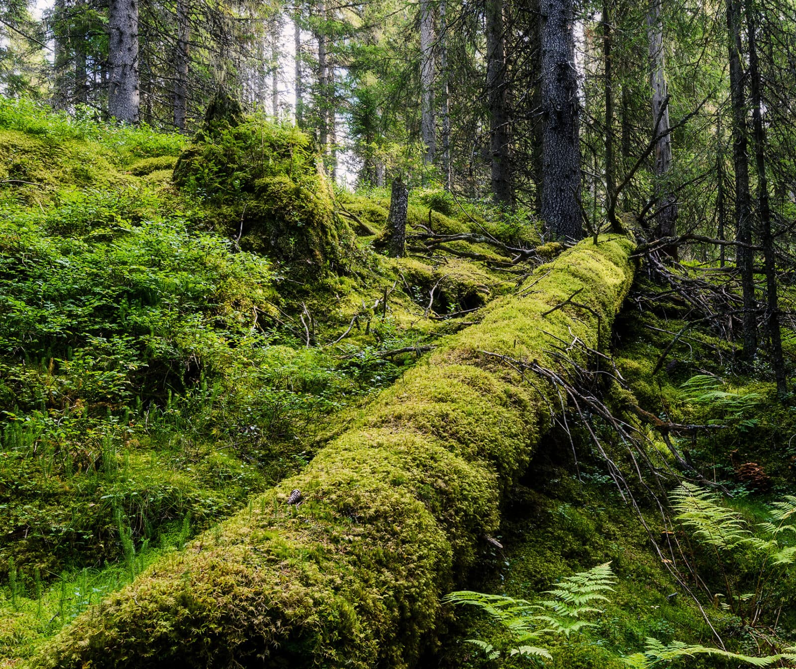 mossa, skog, stam, gammal skog, död ved, övervuxen, trädstam, grön, grönt,