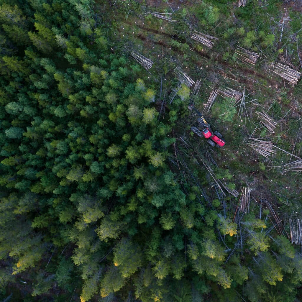 träd, skog, maskin, grön, avskogning, djur, liv, natur