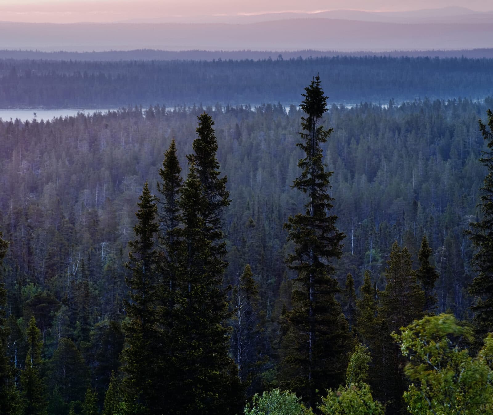 Dalarna, naturreservat, skog, natur, gran, granskog, landskap, trädtoppar,