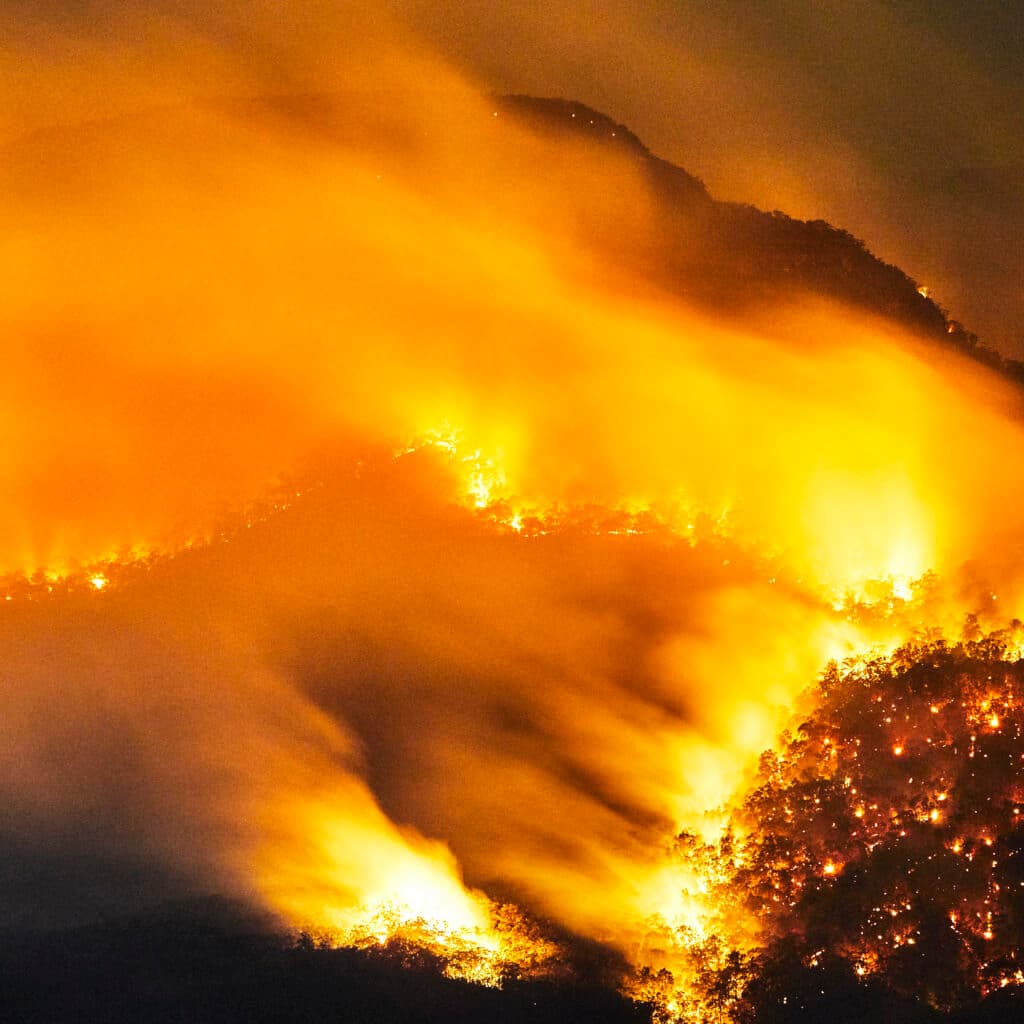 Eld, skog, brand, träd, natur, djur, gul,