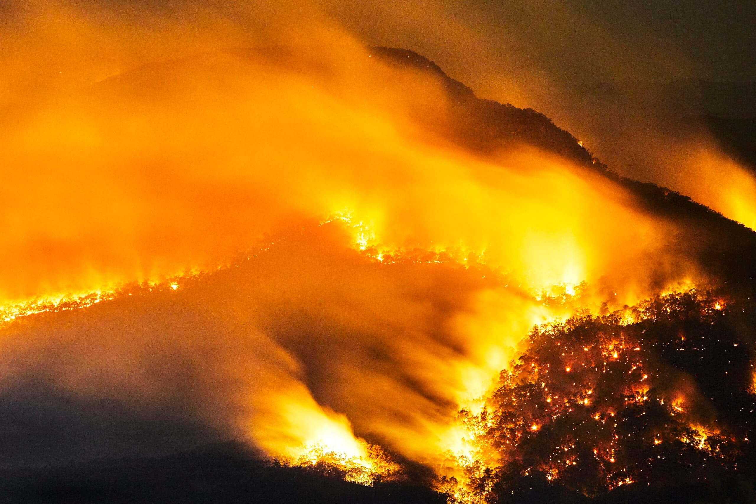 Eld, skog, brand, träd, natur, djur, gul,