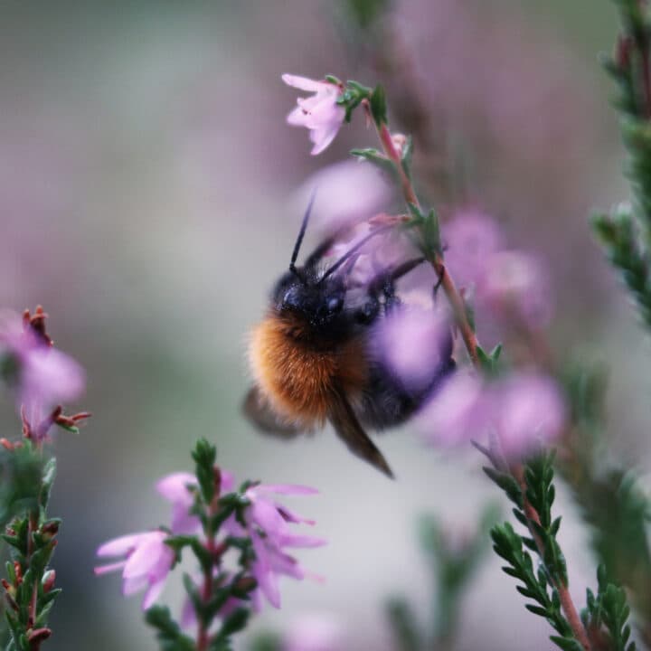 humla, ljung, blomma, pollinering, pollinerare,