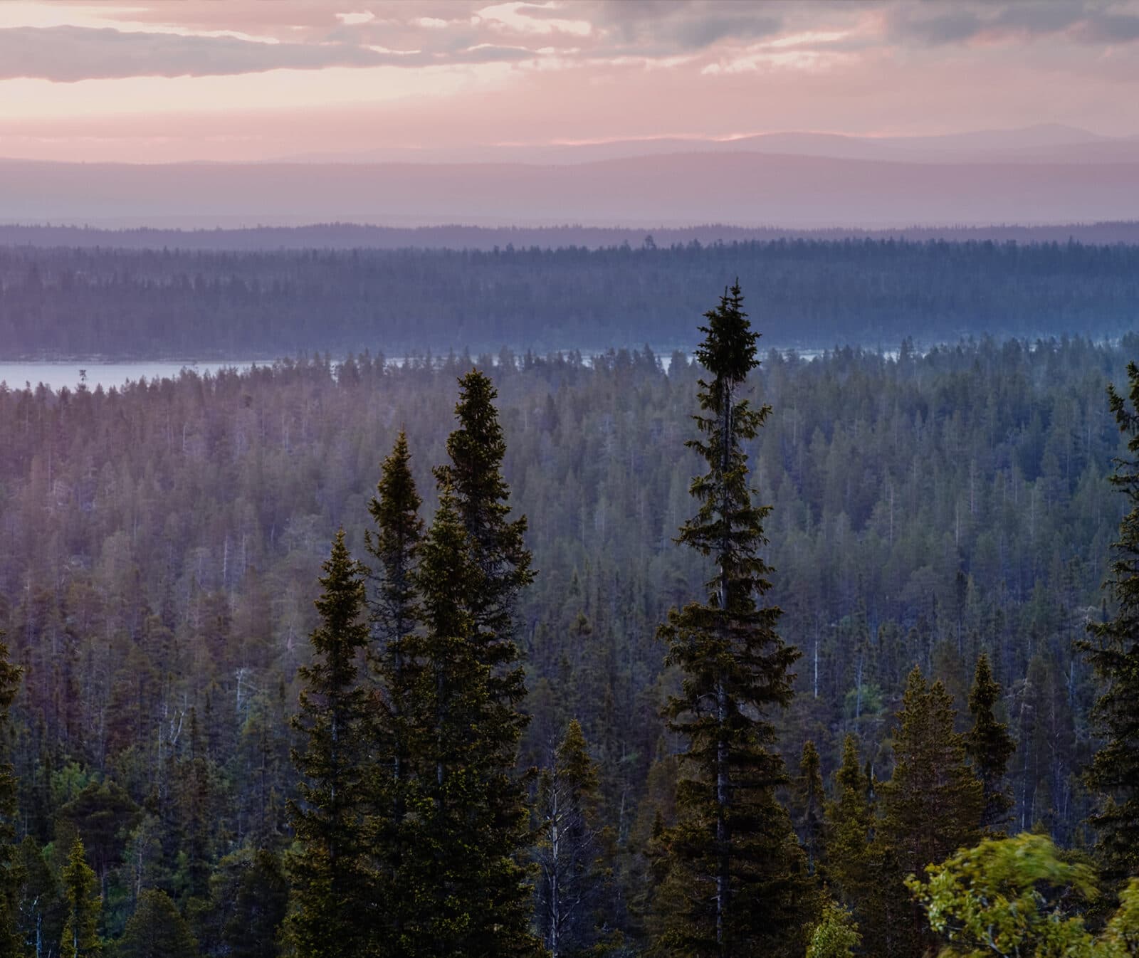 dalarna, landskap, trädtoppar, flygfoto, storslaget, rosa himmel,