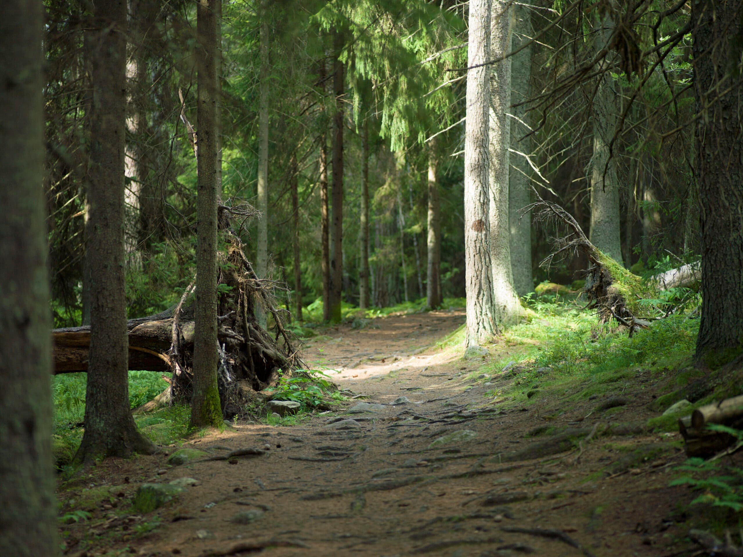 stig,träd,skog,rotvälta,rötter