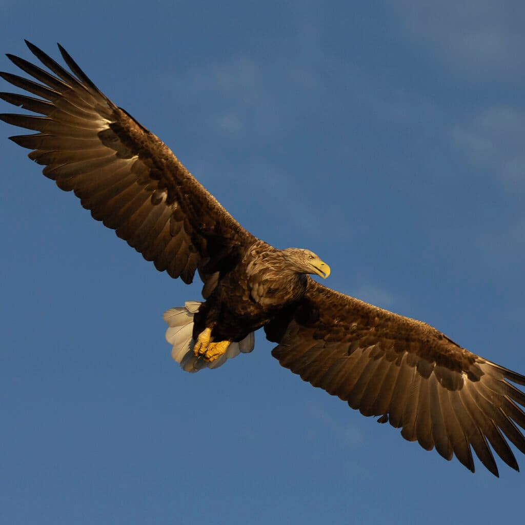 fågel,blå,örn,rovfågelbird, bird of prey, Haliaeetus albicilla, horizontal, Nord-Trondelag, Norway, ...