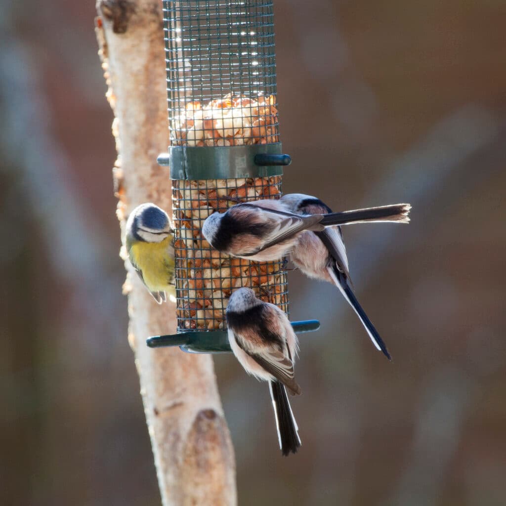 Fåglar vid fågelmatare. Så hjälper du fåglarna i vinter, fågelmat, Flockfågel, Mesar, Fågel, Fåglar, ...