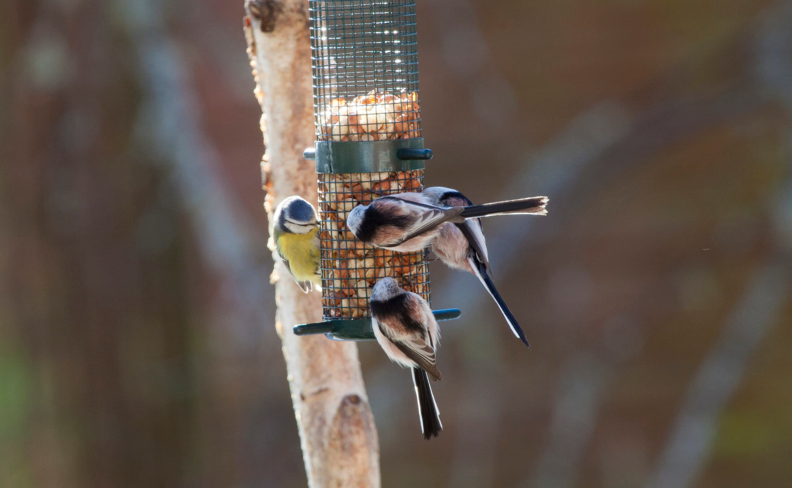 Fåglar vid fågelmatare. Så hjälper du fåglarna i vinter, fågelmat, Flockfågel, Mesar, Fågel, Fåglar, ...
