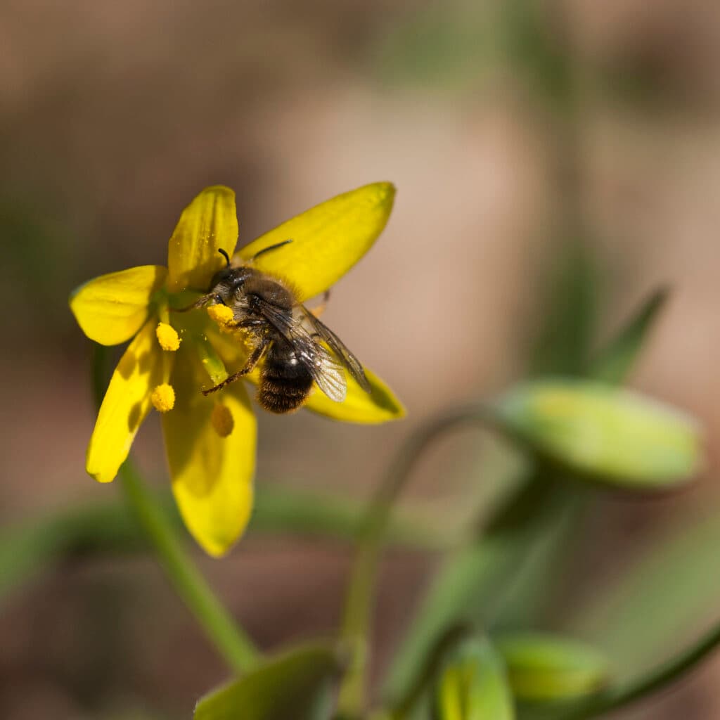 vårlök,blomma,bi,insekt,Insekter,Blommor,Bin,Vår,Vårblomma,Vårblommor,pollinera,pollinering,pollinerar