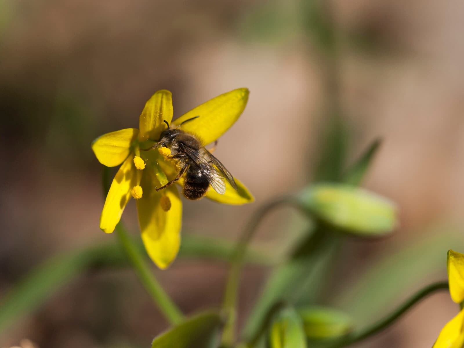 vårlök,blomma,bi,insekt,Insekter,Blommor,Bin,Vår,Vårblomma,Vårblommor,pollinera,pollinering,pollinerar