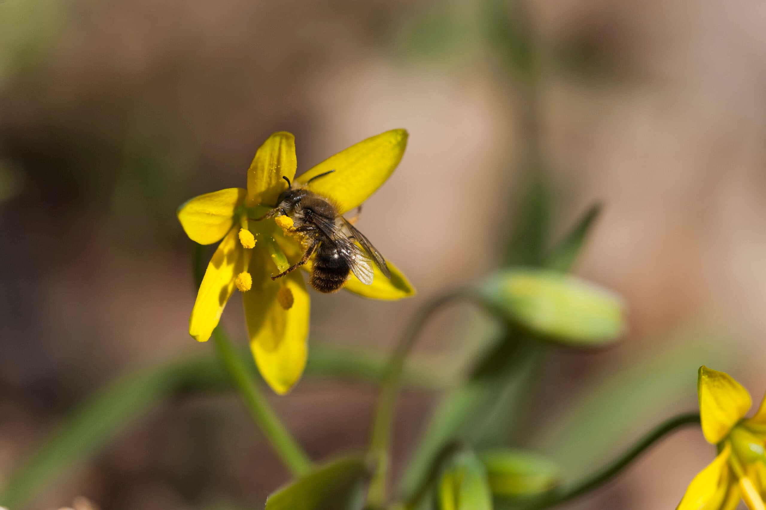 vårlök,blomma,bi,insekt,Insekter,Blommor,Bin,Vår,Vårblomma,Vårblommor,pollinera,pollinering,pollinerar