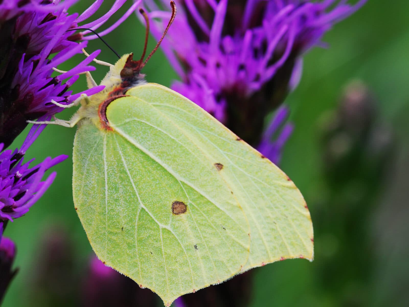 fjäril, citronfjäril, pollinatör, pollinering