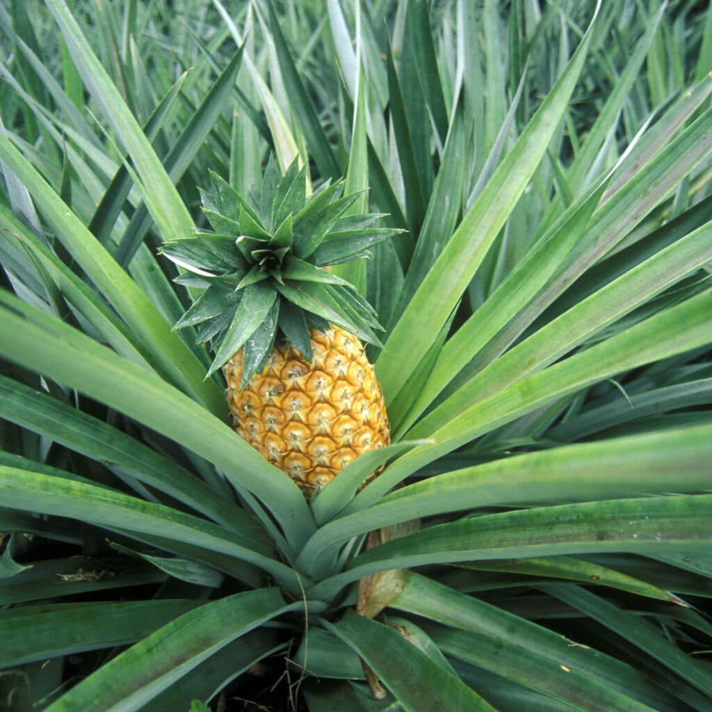 Agriculture, Beauty In Nature, Botany, Close-Up, Day, Field, Freshness, Fruit, Green Color, Growth, Healthy Eating, High Angle View, Juicy, Leaf, Nature, No People, Organic, Outdoors, Pineapple, Plant, Ripe, Tropical Fruit, ananas, tropisk, frukt, odling, miljögifter, jordbruk, ekologisk, bekämpningsmedel, odla