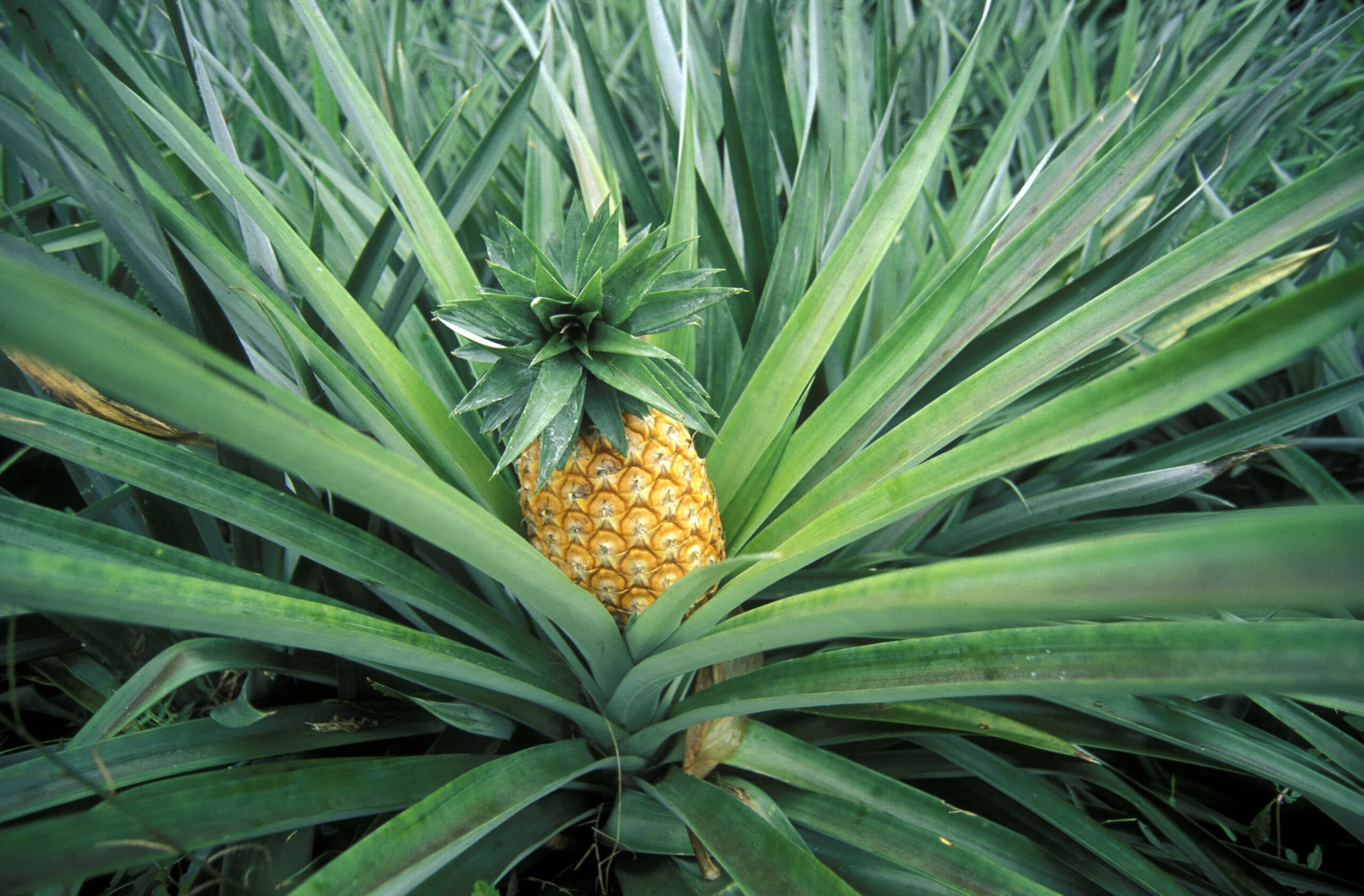 Agriculture, Beauty In Nature, Botany, Close-Up, Day, Field, Freshness, Fruit, Green Color, Growth, Healthy Eating, High Angle View, Juicy, Leaf, Nature, No People, Organic, Outdoors, Pineapple, Plant, Ripe, Tropical Fruit, ananas, tropisk, frukt, odling, miljögifter, jordbruk, ekologisk, bekämpningsmedel, odla