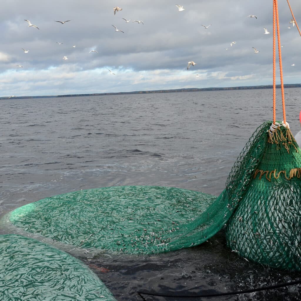 fiske,nät,fiskenät,siklöja,östersjön