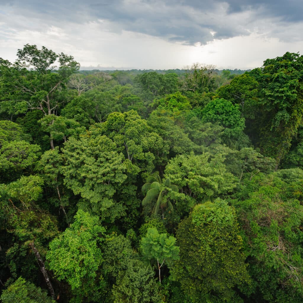 Amazonas, Regnskog, Tropisk skog, Skog, Träd, Grönska, Grön, Vy, Peru