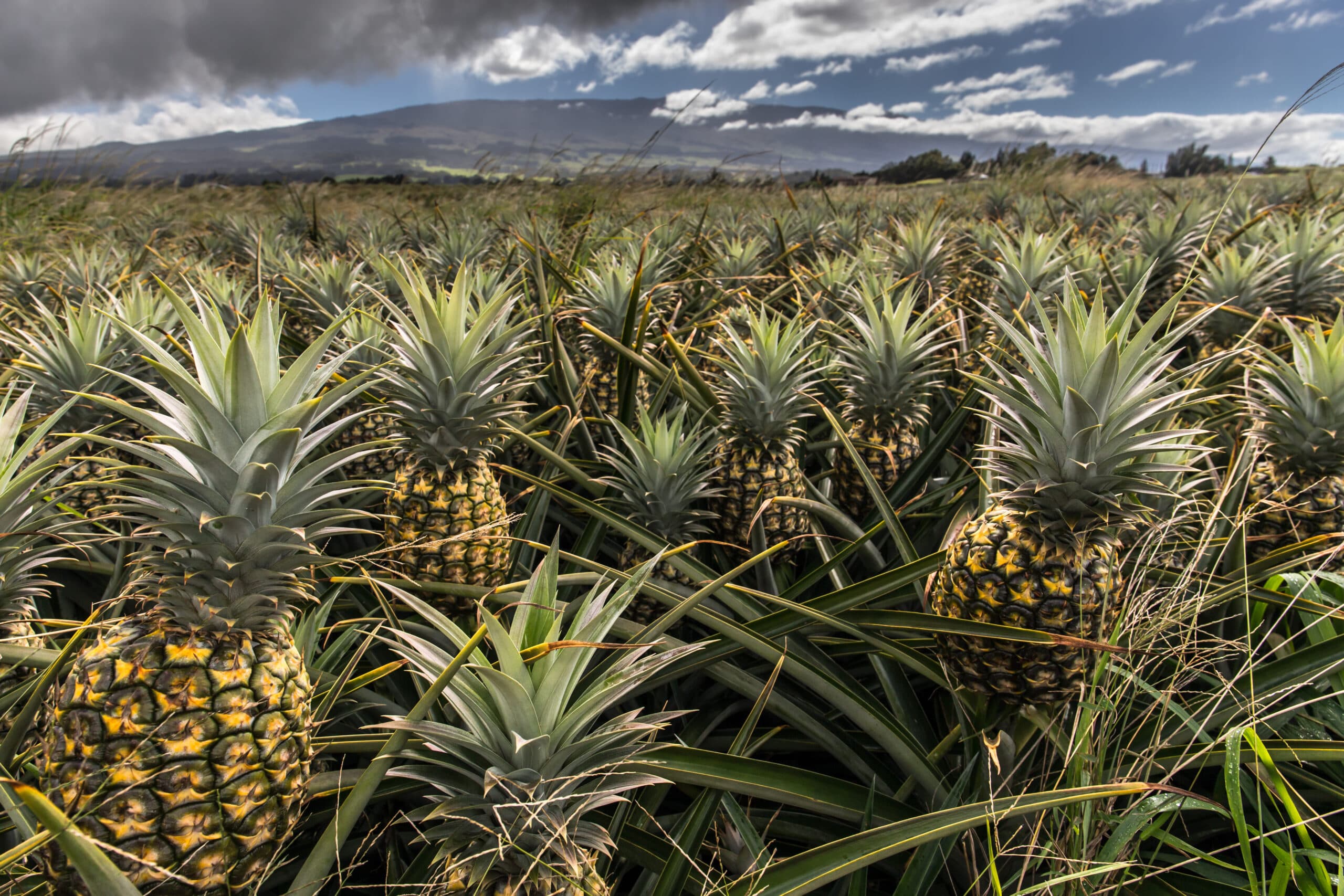 Ananas, ananasplanta, odling, fält, miljögifter, konventionell