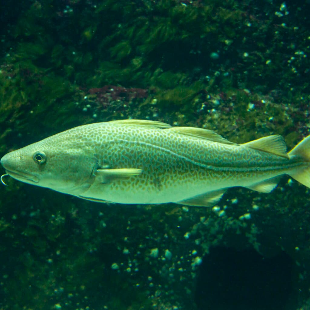 #Gadus morhua, Saltvannsakvarium, Torsk, akvariebild, akvarium, djur, fisk, hav, matfisk, torskfisk, undervattensfoto, undervattensfotografi, utställning, vatten, vår