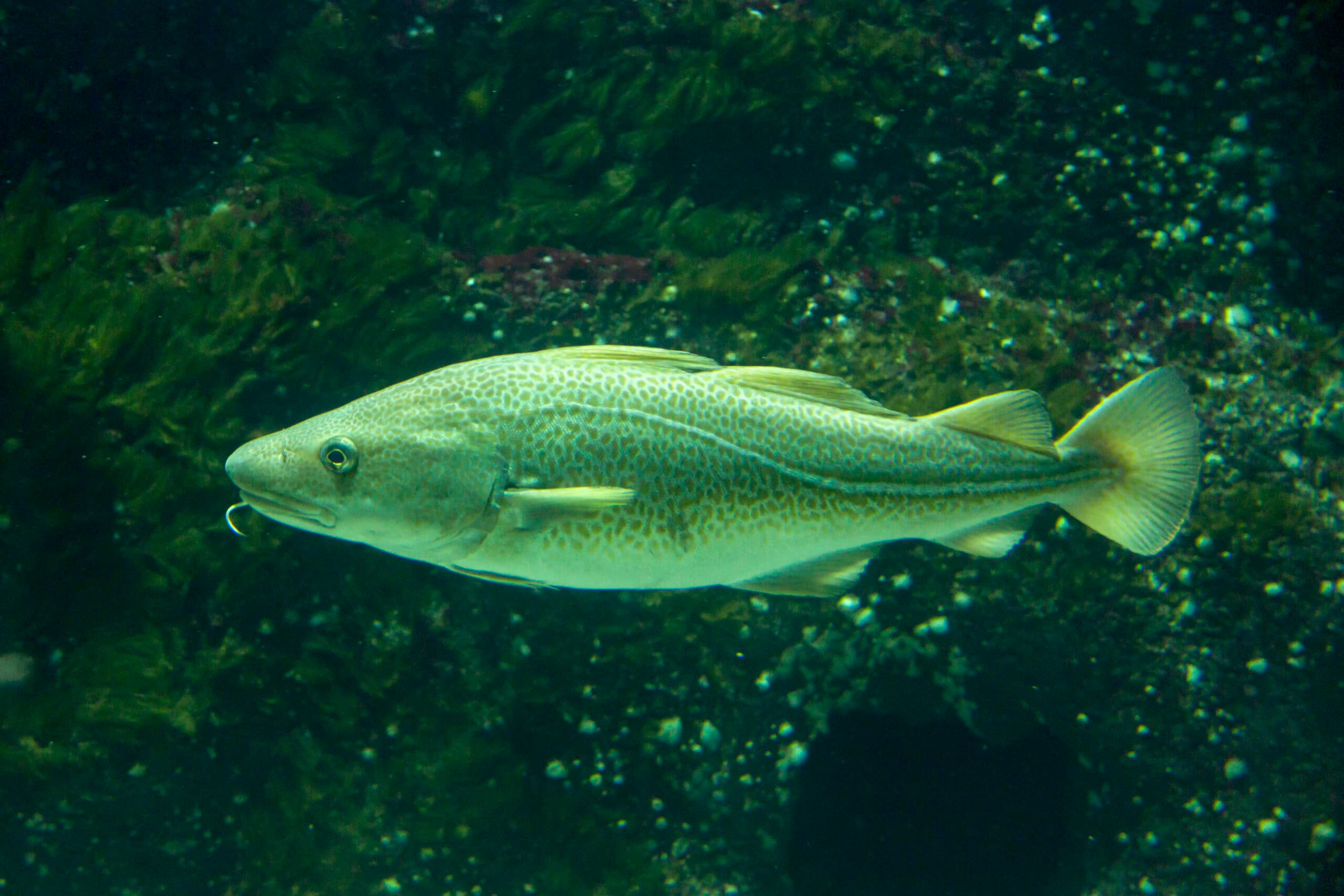 #Gadus morhua, Saltvannsakvarium, Torsk, akvariebild, akvarium, djur, fisk, hav, matfisk, torskfisk, undervattensfoto, undervattensfotografi, utställning, vatten, vår