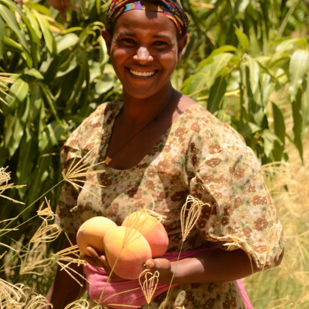 Atiopien, tigray, Afrika, Mango, frukt, fruktträd, träd, ekologisk, odling, eko, odlare, kvinna, fruktträdgård, ISD