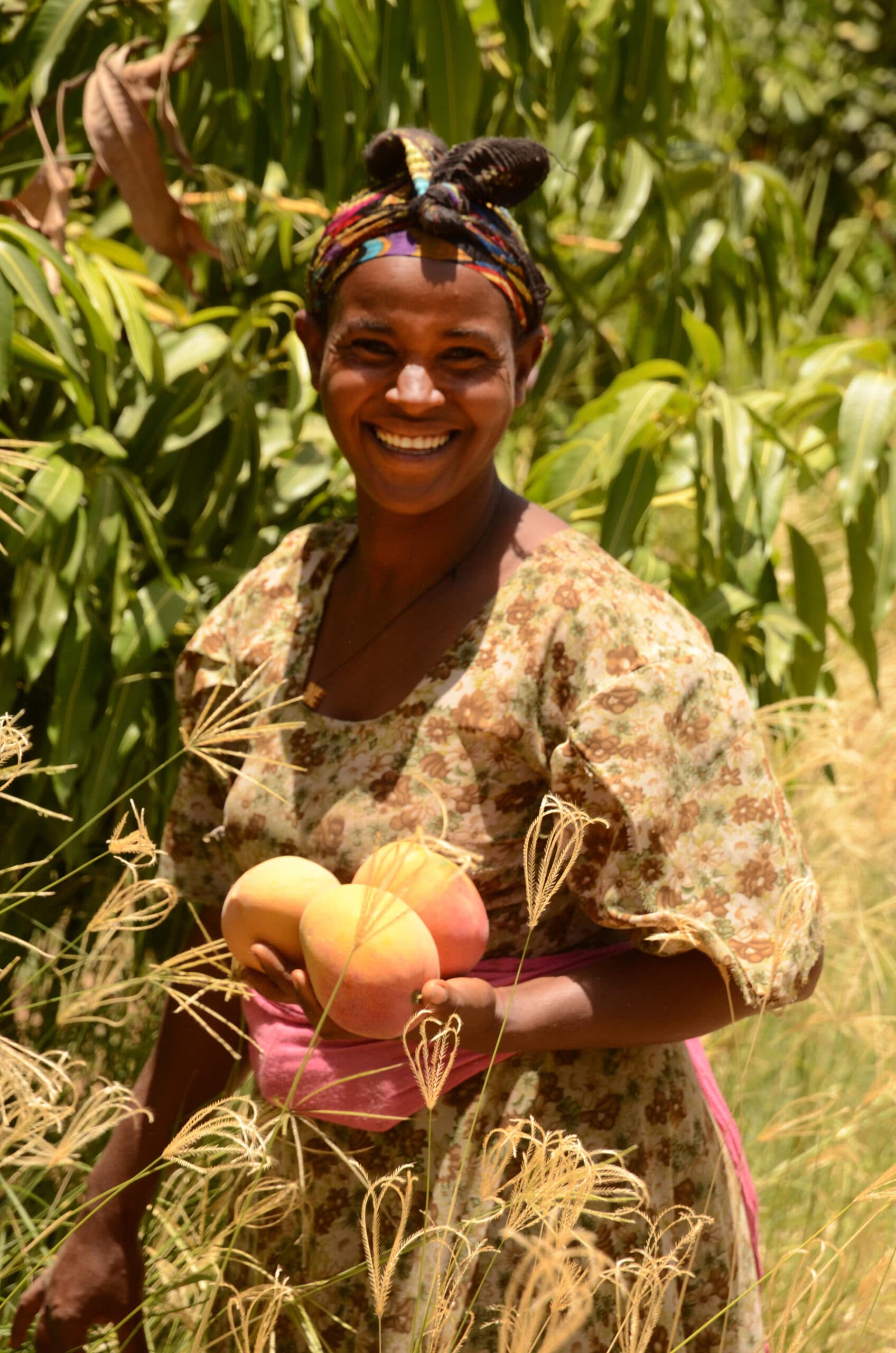 Atiopien, tigray, Afrika, Mango, frukt, fruktträd, träd, ekologisk, odling, eko, odlare, kvinna, fruktträdgård, ISD