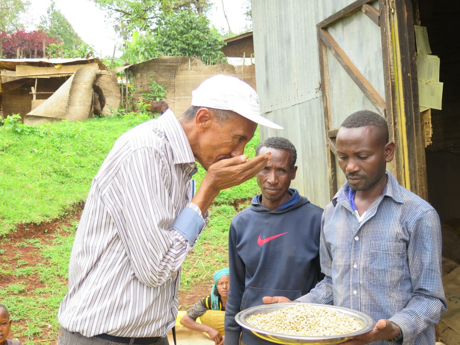 Oromia, Etiopien, kaffe, ISD, 2015, skuggkaffe, kaffe, ekologiskt, odling, Kaffeodling, ...