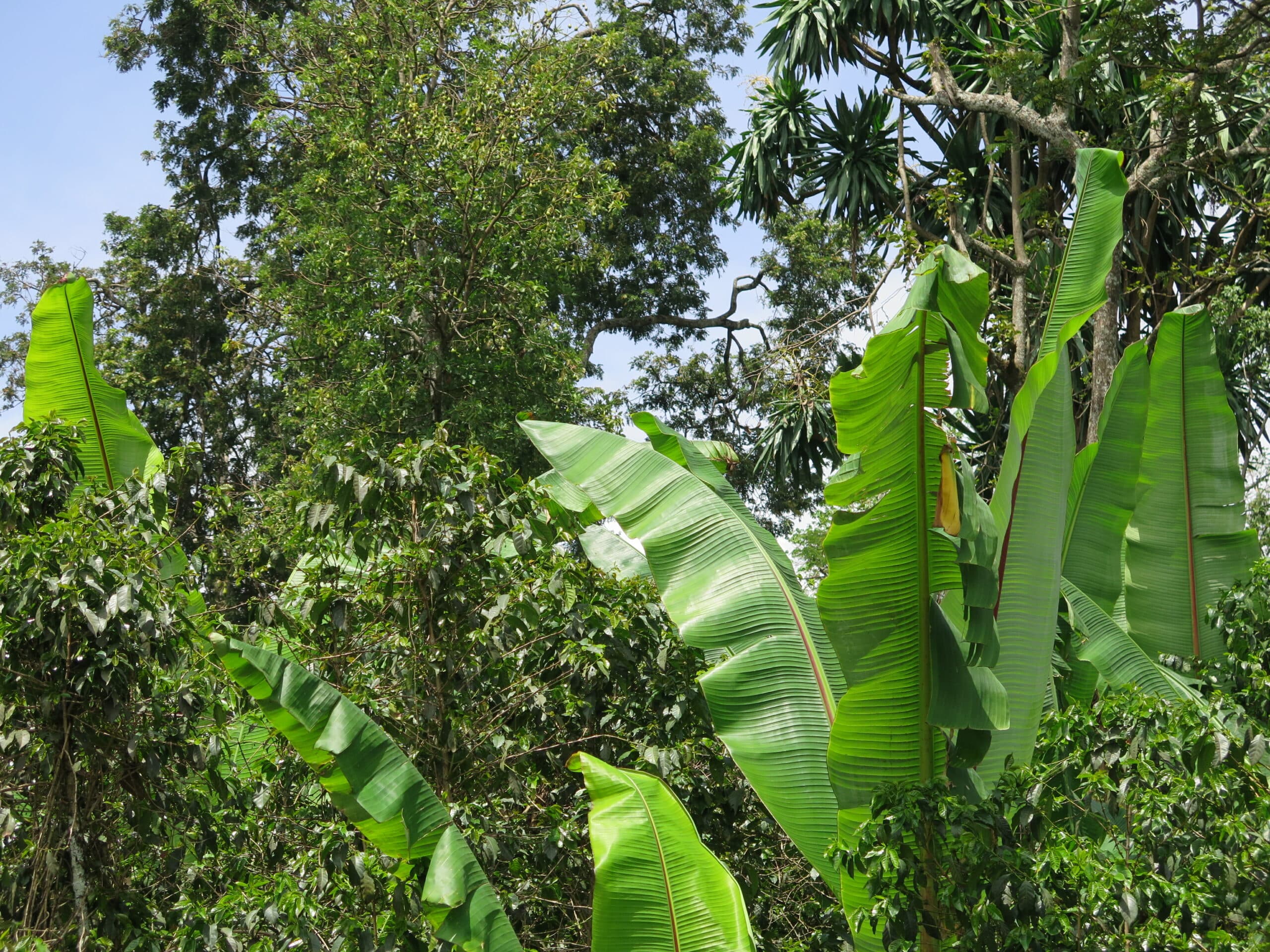 Oromia, Etiopien, kaffe, ISD, 2015, skuggkaffe, kaffe, ekologiskt