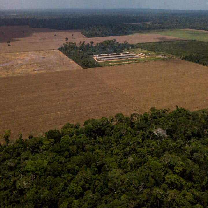 Amazonas, Brasilien, regnskog, ekologisk, odling, soja, sojaodling