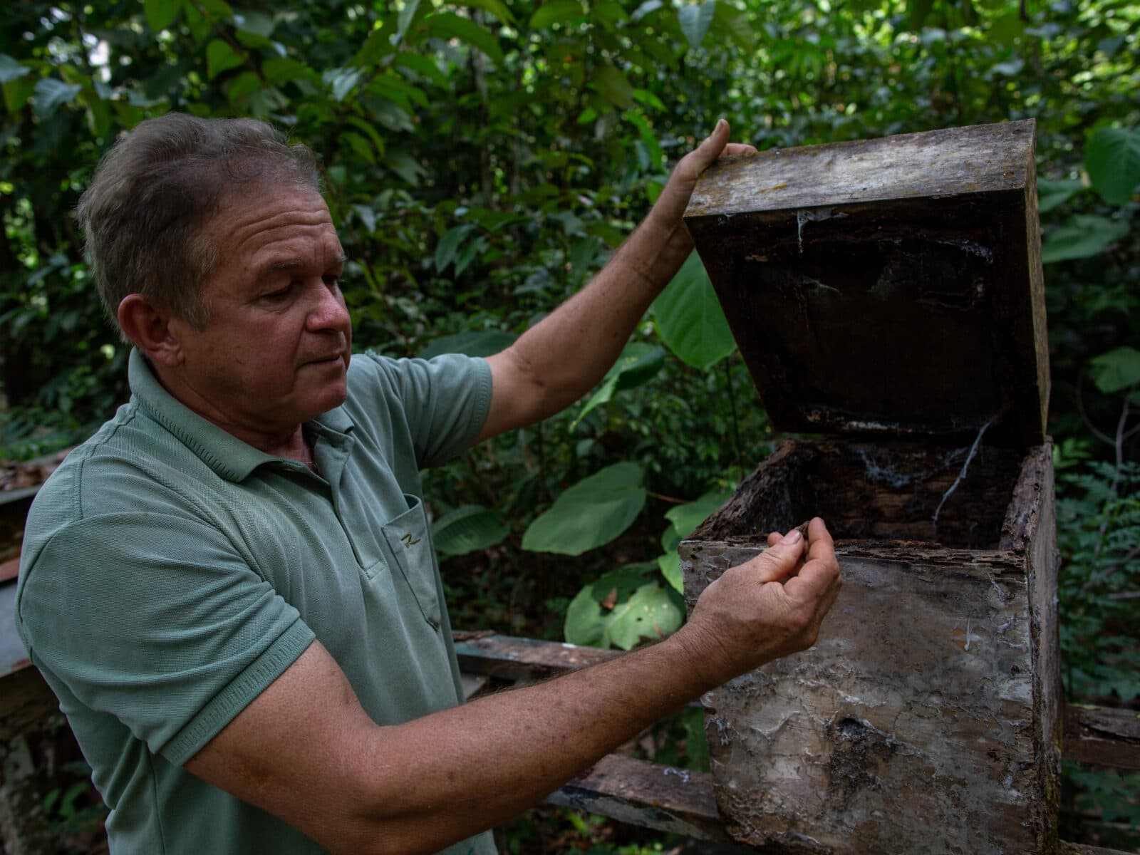 Amazonas, Brasilien, regnskog, ekologisk, odling, bi, bikupa, biodling, biskötsel, bidöd, ...