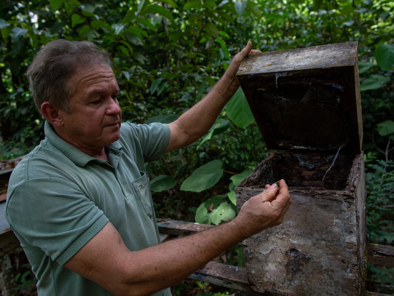 Amazonas, Brasilien, regnskog, ekologisk, odling, bi, bikupa, biodling, biskötsel, bidöd, miljögifter, bekämpningsmedel