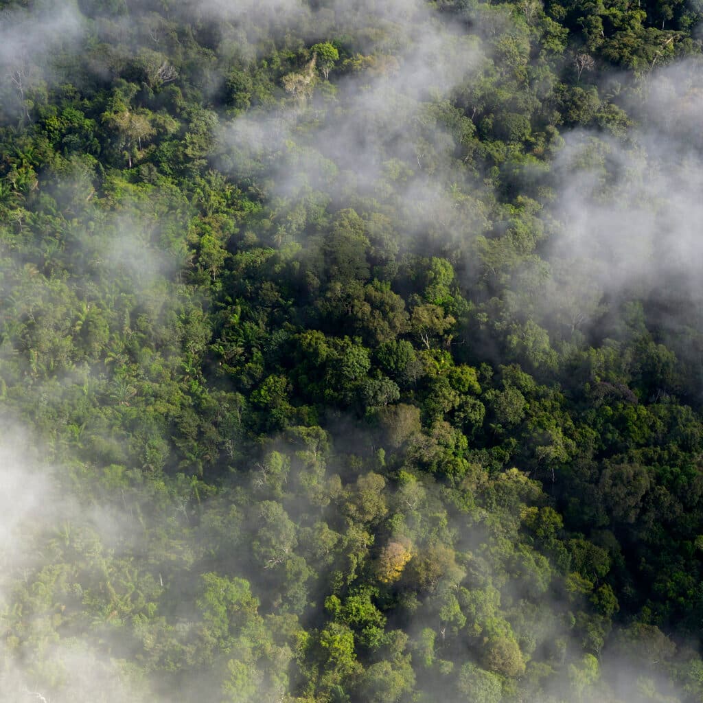 Aerial view, Regnskog, Tropisk skog, Flygfoto, Para, Träd, Skog, Växter, Moln, Amazon rainforest, South America, Brazil, Amazonas, Brasilien, Sydamerika