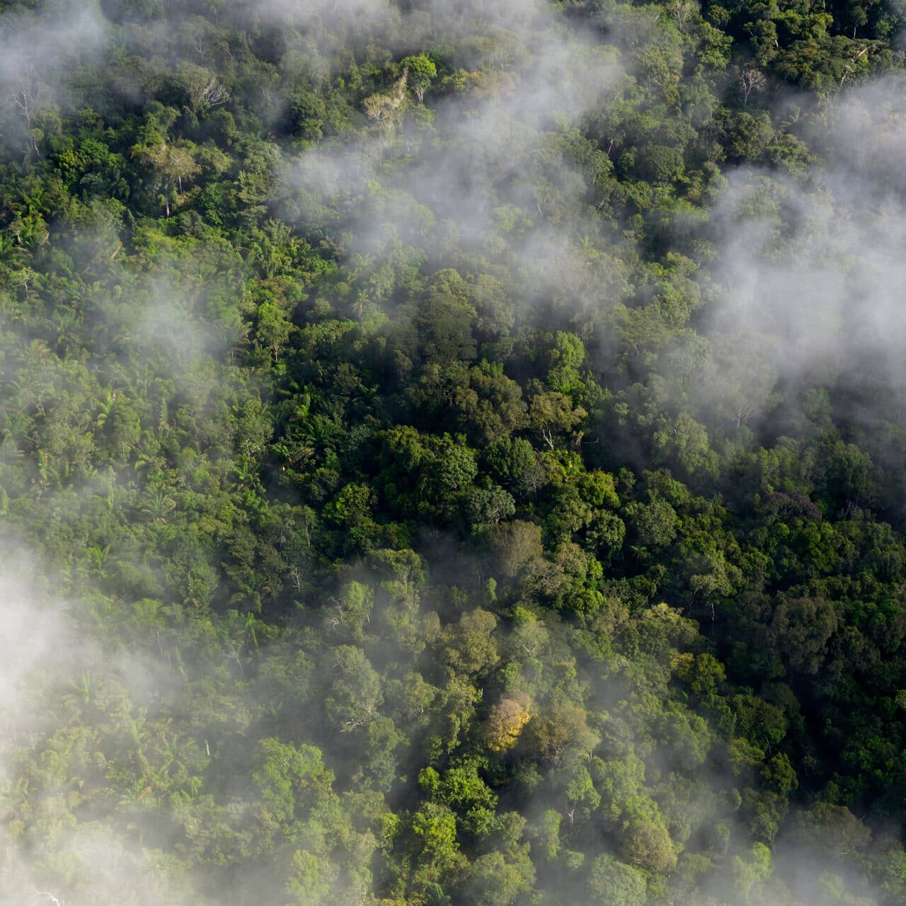 Aerial view, Regnskog, Tropisk skog, Flygfoto, Para, Träd, Skog, Växter, Moln, Amazon rainforest, ...