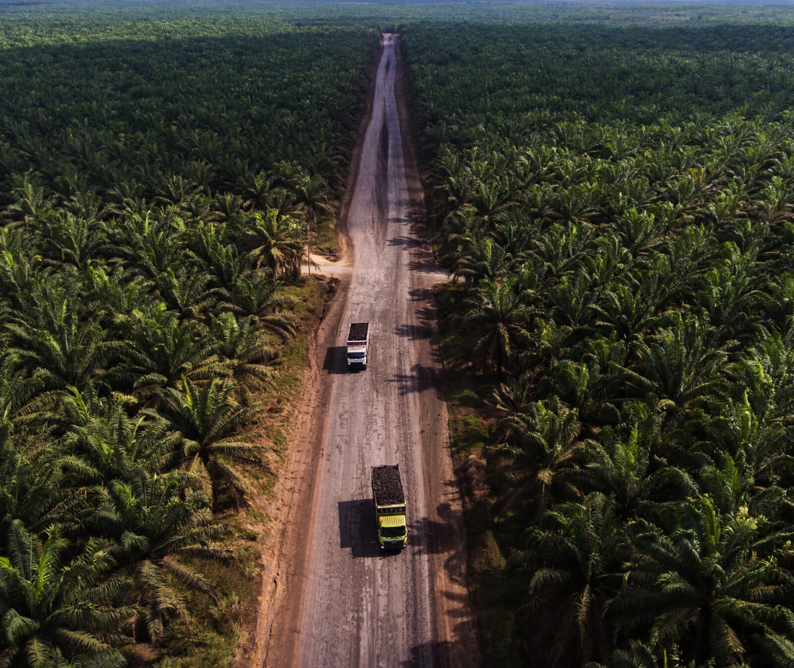 Indonesien, Palmolja, Palm Oil, Oil, Plantage, Deforestation, Avskogning, Exploatering